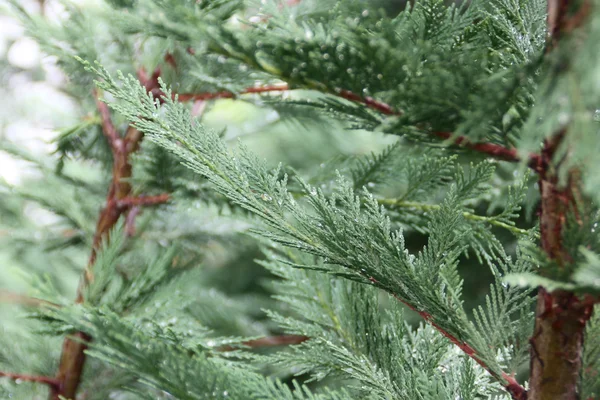 Fir tree — Stock Photo, Image