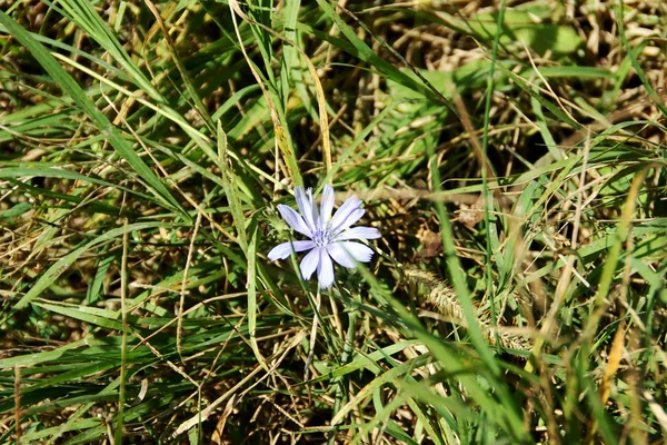 Flor —  Fotos de Stock