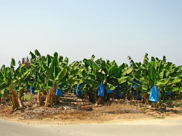 Plantação de bananas — Fotografia de Stock