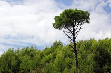 iğne yapraklı ağaçlar