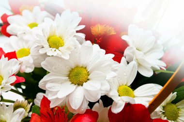 taze güzel çiçekler