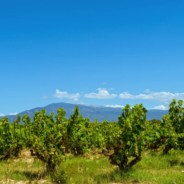 Vineyards Provence view — 图库照片