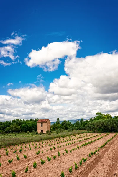 Vista das vinhas Provence — Fotografia de Stock