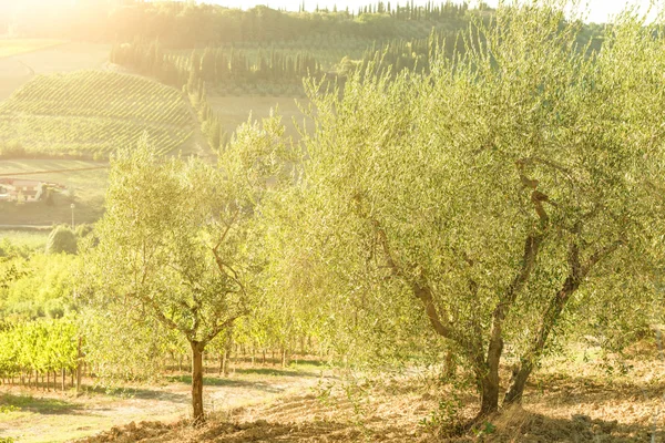 Veduta dei campi in Toscana — Foto Stock