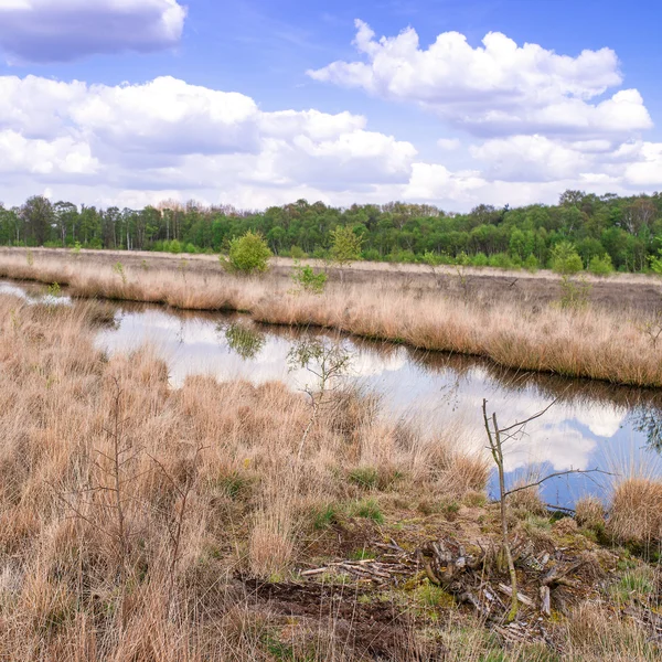 View of moor landscape — Stock Photo, Image