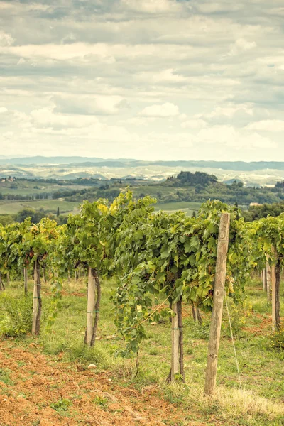 Vista de uvas toscanas —  Fotos de Stock