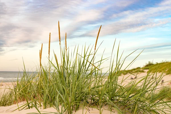 Мальовничий вид дюни — стокове фото