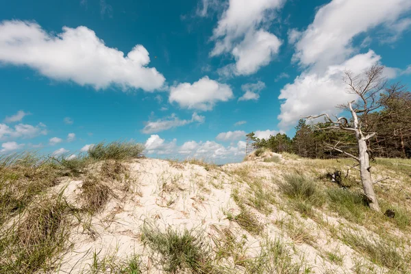 Pintoresca vista de la duna — Foto de Stock