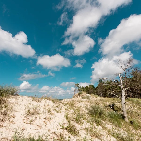 Pittoresk utsikt över dune — Stockfoto