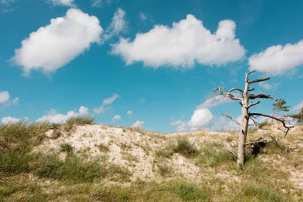 Picturesque view of dune — Stock Photo, Image