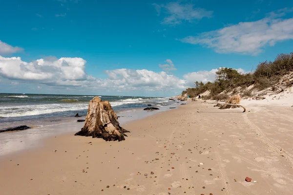 Tocones forestales perdidos — Foto de Stock