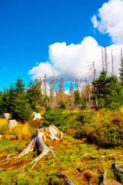 Harz Dağlarında Ekolojik Felaket