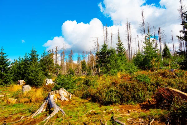 Ecological Disaster Harz Mountains — Stock Photo, Image