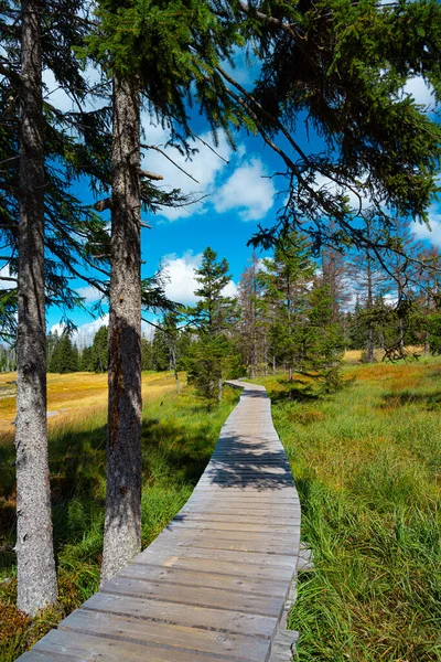 Ecological Disaster Harz Mountains — Stock Photo, Image