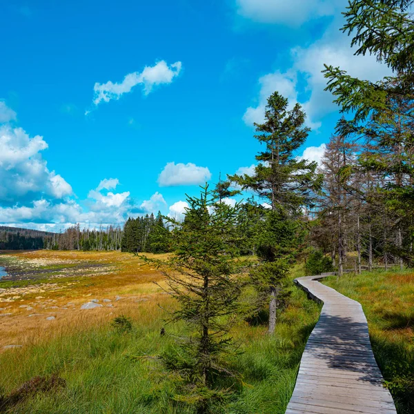 Ecological Disaster Harz Mountains — Stock Photo, Image