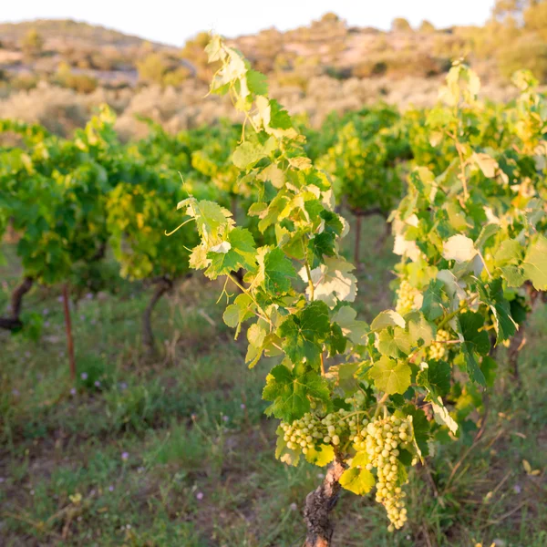 Виноградник в Провансе — стоковое фото