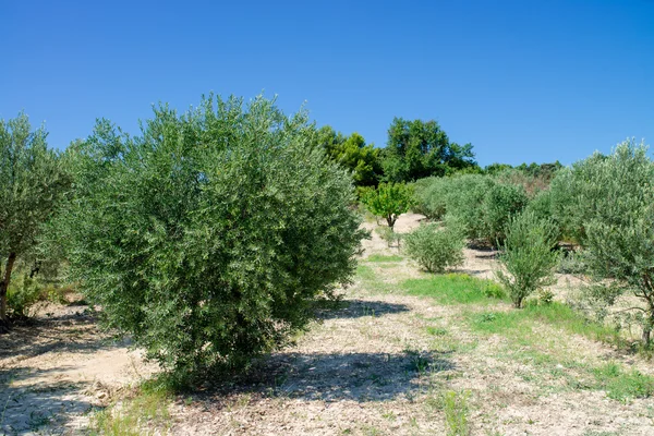 Plantação de azeitonas — Fotografia de Stock