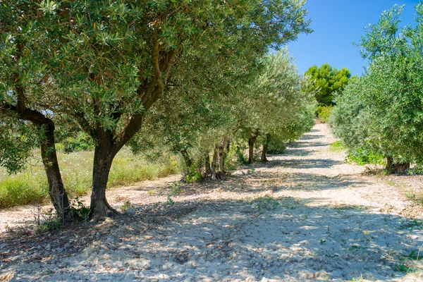 Оливкова плантації — стокове фото