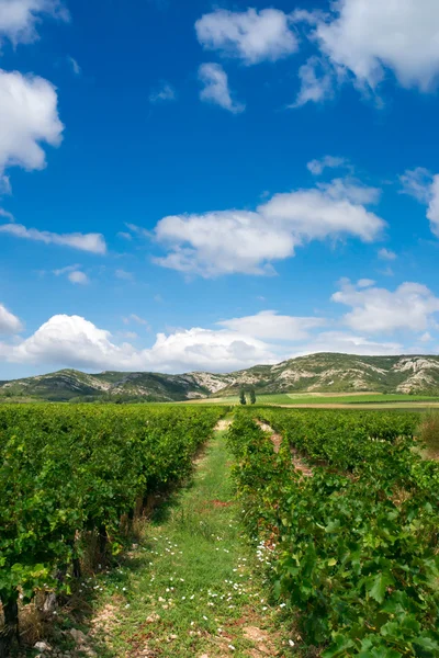 Vineyard in provence — Stock Photo, Image