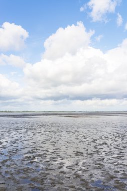 mudflat veya gelgit daireler