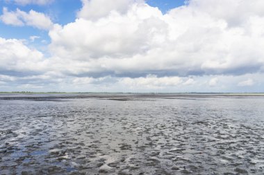 mudflat veya gelgit daireler