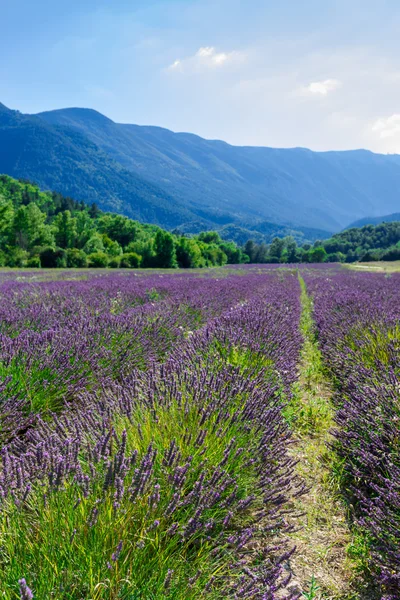 Lavender field — Stock Photo, Image