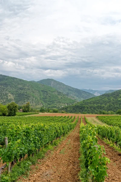 Vineyard in provence — Stock Photo, Image