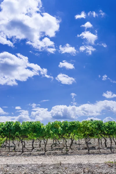 Caromb vineyard — Stock Photo, Image