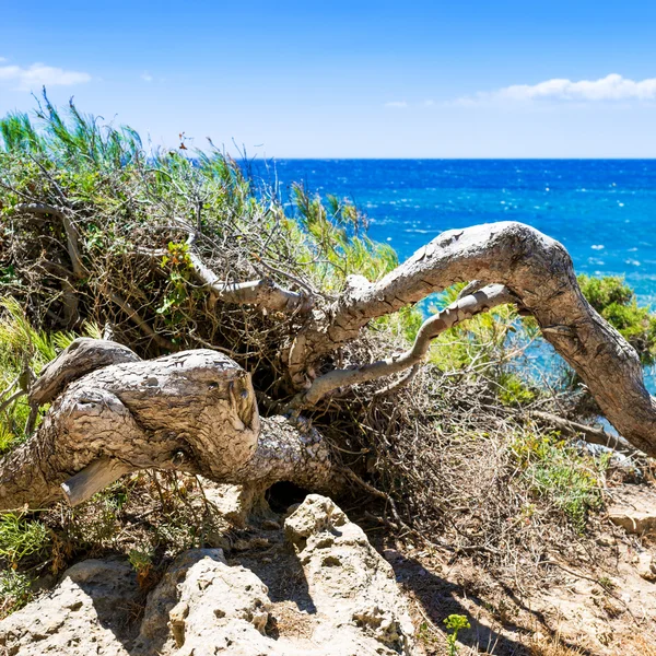 Côte d Azur — Fotografia de Stock