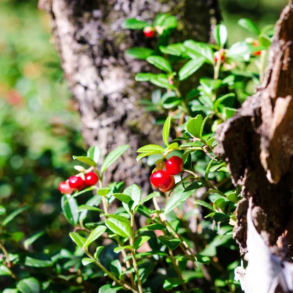 레드 lingonberries — 스톡 사진