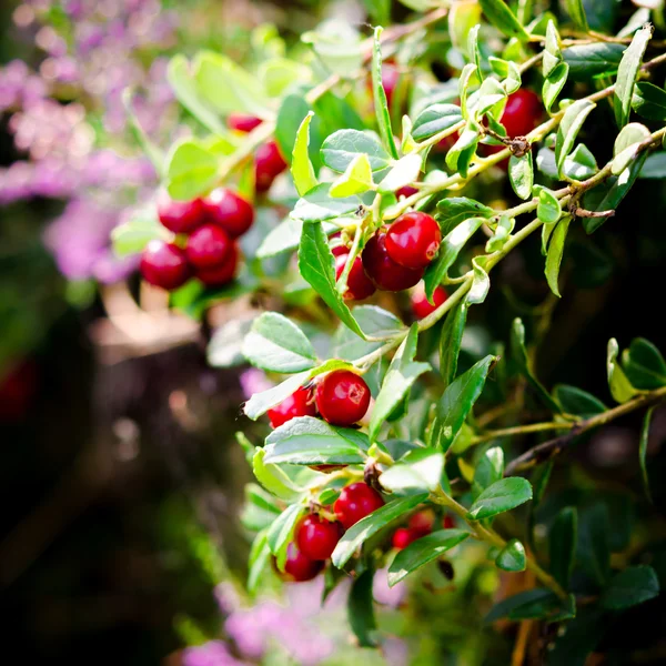 Red Lingonberries — Stock Image Red Lingonberries Stock Photo