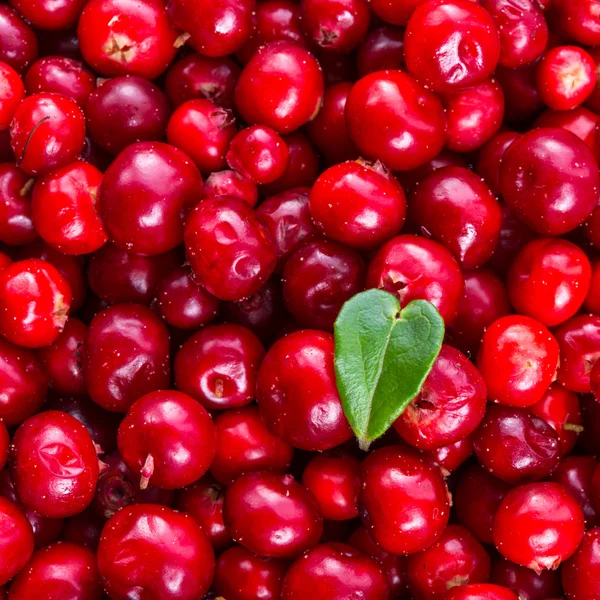 赤いアップルビネガー リンゴンベリー — ストック写真