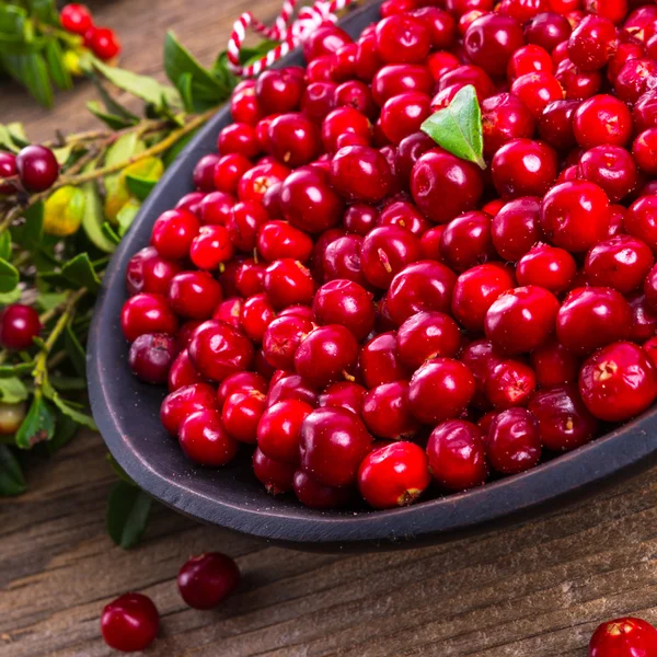 Red Lingonberries — Stock Photo, Image