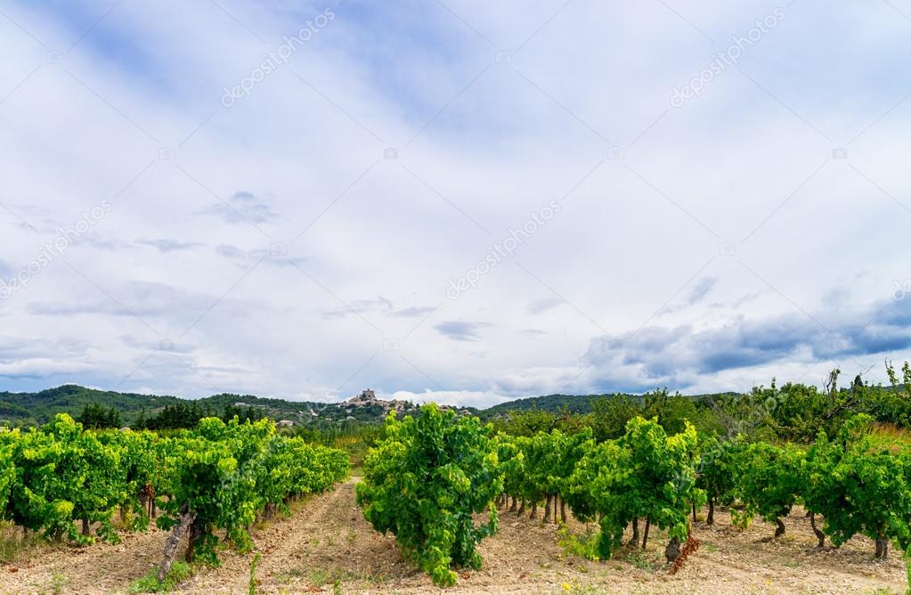 Vineyard in provence