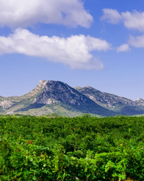 Vineyard in provence — Stock Photo, Image