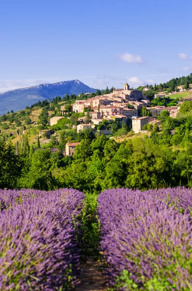 Vinha em Provence — Fotografia de Stock
