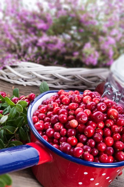 Preiselbeeren — Stockfoto