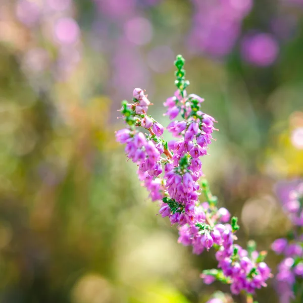 Erica flowers — Stock Photo, Image