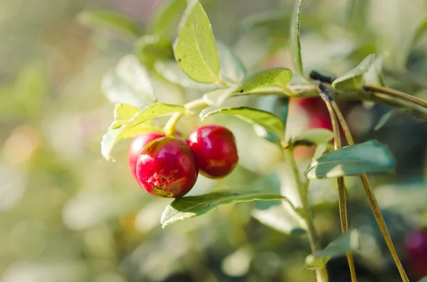 Rode lingonberries — Stockfoto