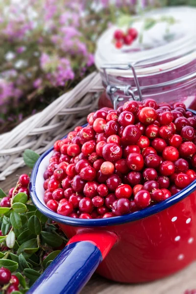 Red Lingonberries — Stock Photo, Image