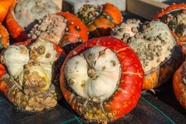 Türban squash
