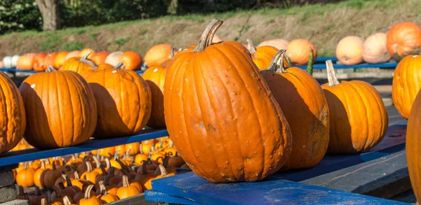 Zucca fresca — Foto Stock