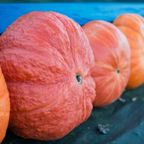 Indian pumpkins — Stock Photo, Image