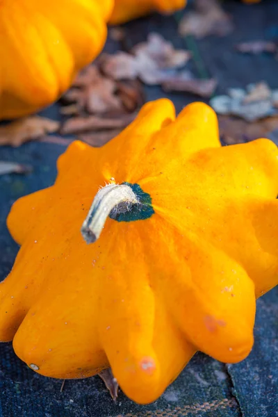 Zucca Pattypan — Foto Stock