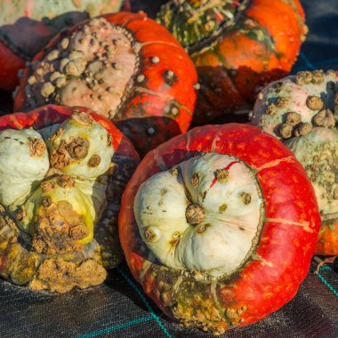 Türban squash