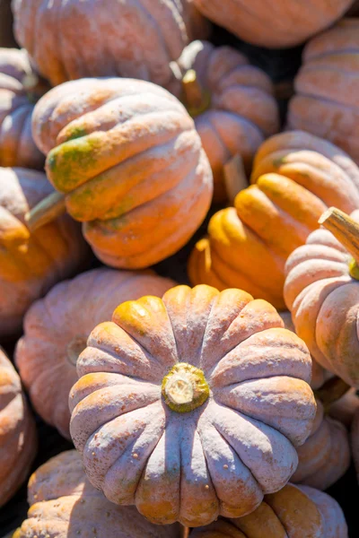 Cucurbita moschata — Foto de Stock