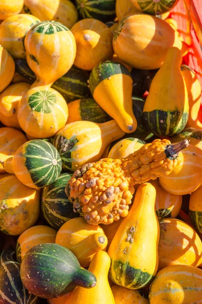 Decorative pumpkins — Stock Photo, Image