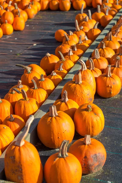 Calabazas anaranjadas — Foto de Stock