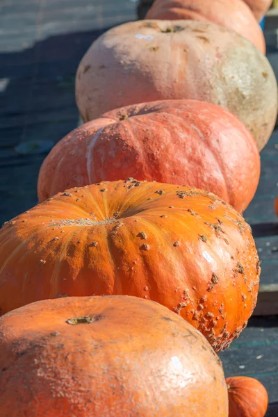 Orange pumpkins — Stock Photo, Image