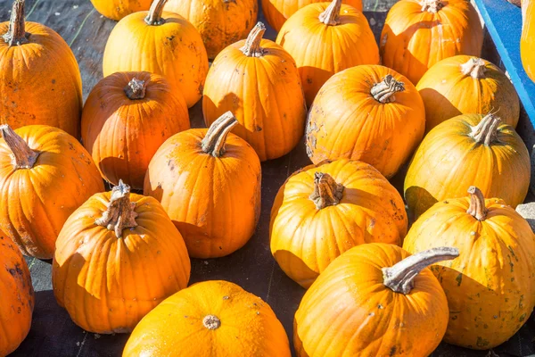 Pumpkins close up view — Stock Photo, Image